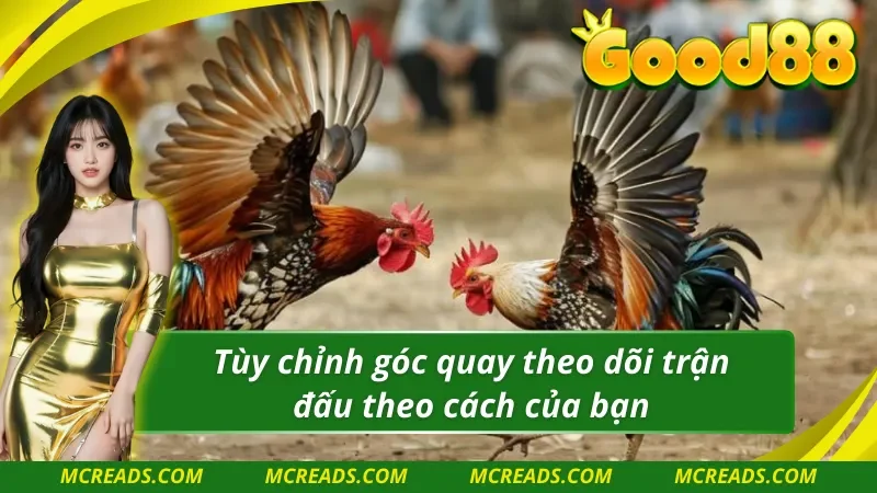 AOG đá gà hỗ trợ người chơi xem trực tiếp qua nhiều góc quay 